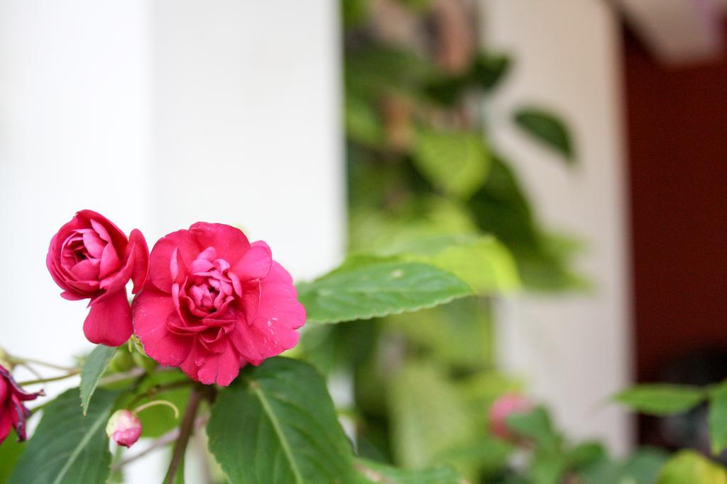 Elegant Home Stay Ела Екстериор снимка